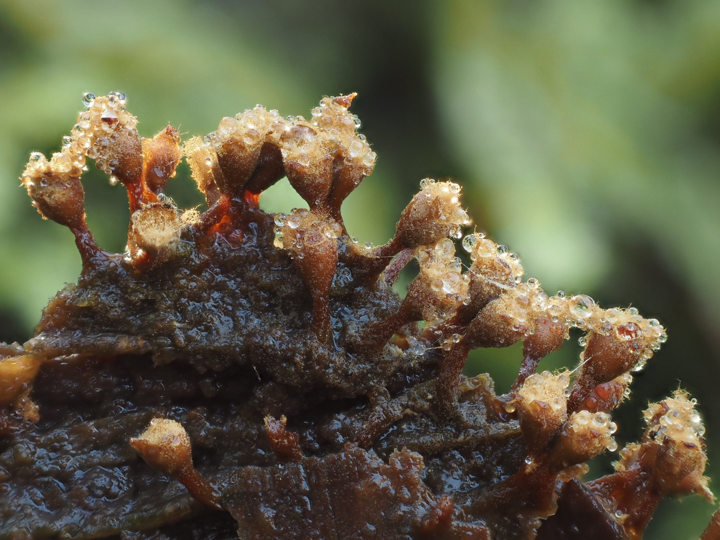 Photo by Claire Williams Trichia botrytis by Claire Williams